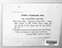 Marasmius oreades image